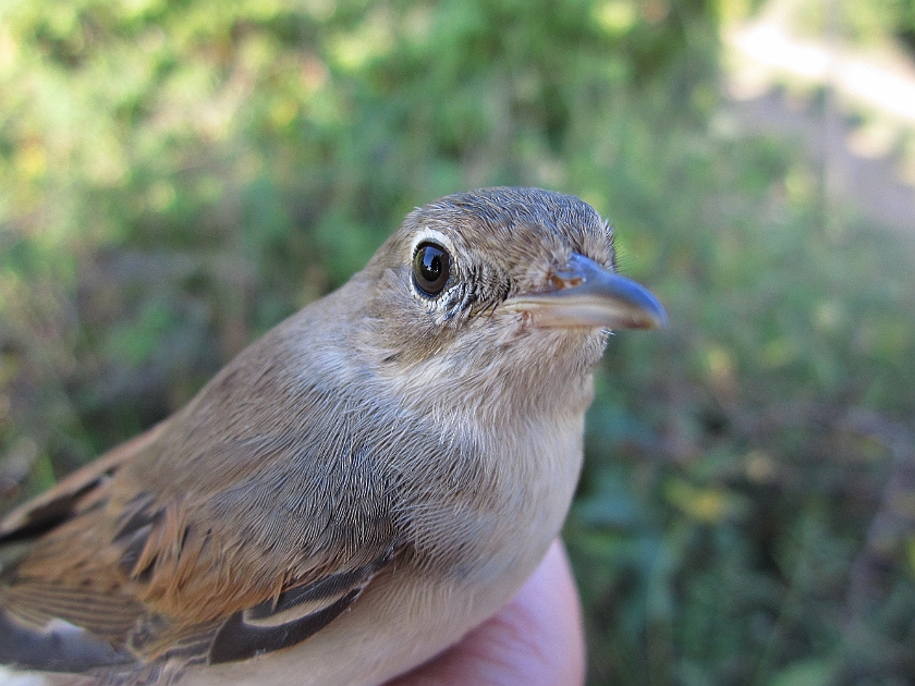 Common Whitethroat, Sundre 20120829